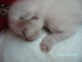 /album/atillo-14-8-2009/a14-8-2009-029-jpg/